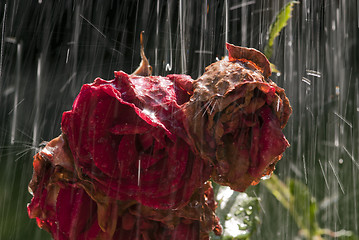 Image showing Old roses in the rain