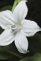 Image showing Flower