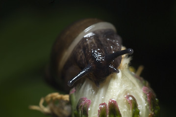 Image showing Snail