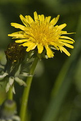 Image showing Dandelion