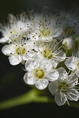Image showing Flowers