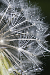 Image showing Dandelion