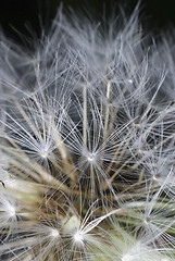 Image showing Dandelion