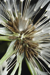 Image showing Dandelion