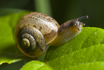 Image showing Snail