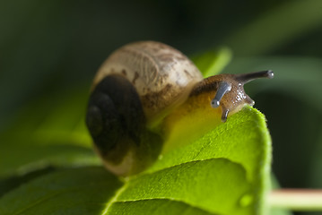 Image showing Snail