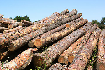 Image showing tree trunks