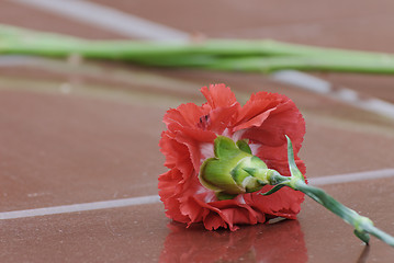 Image showing Carnation