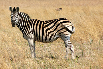 Image showing Zebra in Africa