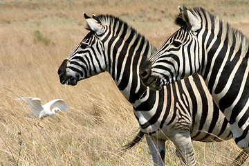 Image showing Wild Zebras