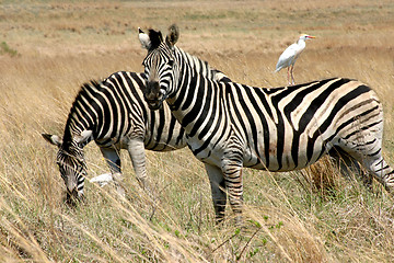 Image showing Bird on a Zebra