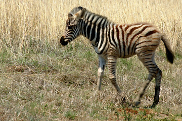 Image showing Baby Zebra