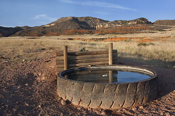 Image showing cattle watering hole in Colorado mountains