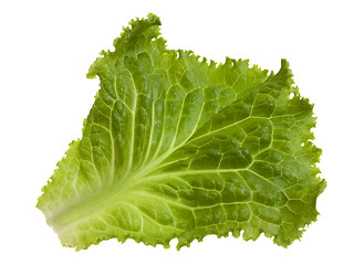 Image showing green leaf of lettuce