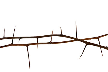 Image showing two thorny tree twigs