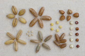 Image showing variety of cereal grain on canvas