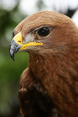 Image showing Brown Eagle