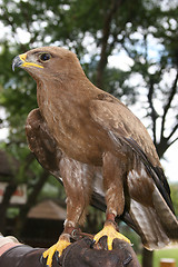 Image showing Brown Eagle