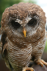 Image showing Brown Owl