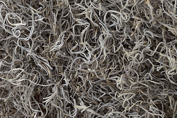 Image showing Spanish moss background