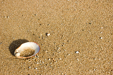 Image showing Shell on beach