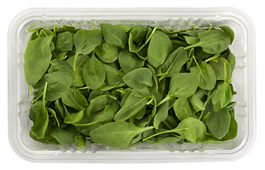 Image showing green baby spinach in a clear box