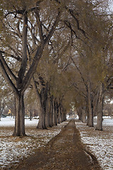 Image showing Alleey of old elm trees after snowstorm