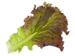 Image showing red and green leaf of lettuce