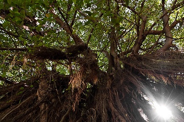 Image showing Tropical Vine Tree