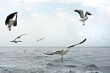 Image showing Flock of Seagulls