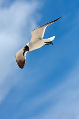 Image showing Caribbean Seagull Flying