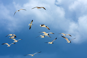 Image showing Flock of Seagulls Soaring