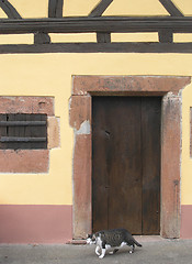 Image showing Easy-going cat in front of an ancient door.