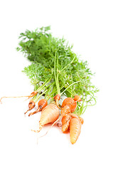 Image showing Carrot