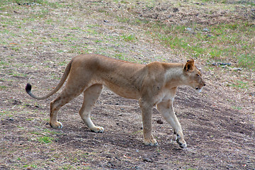 Image showing Lion (Panthera leo)