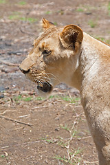 Image showing Lion (Panthera leo)