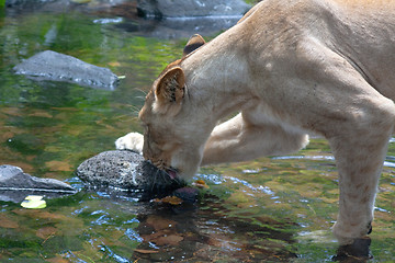 Image showing Lion (Panthera leo)