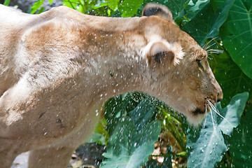 Image showing Lion (Panthera leo)