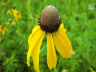 Image showing Yellow Flower