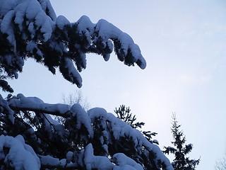 Image showing winter