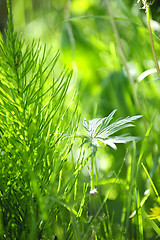 Image showing Green grass and plants