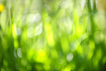 Image showing Blurred green background