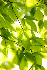 Image showing Green spring leaves