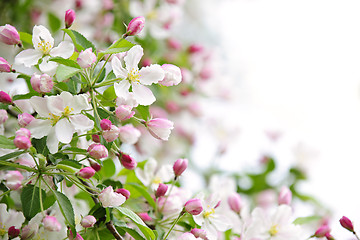 Image showing Apple blossoms background