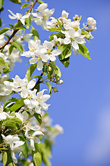 Image showing Blooming apple tree branches