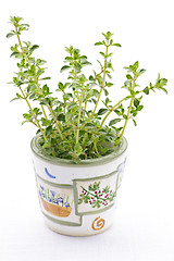 Image showing Fresh thyme on white background