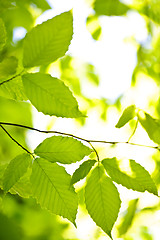 Image showing Green spring leaves