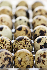 Image showing Quail eggs