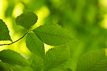 Image showing Green spring leaves