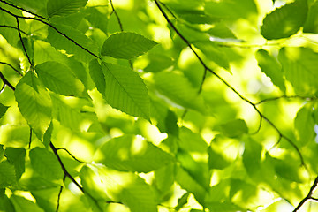 Image showing Green spring leaves